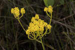 Tall pinebarren milkwort